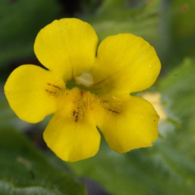 Erythranthe moschata (Musk) at Cotter River, ACT - 13 Dec 2015 by KenT