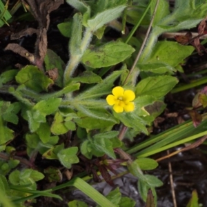 Erythranthe moschata at Cotter River, ACT - 13 Dec 2015