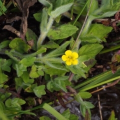 Erythranthe moschata at Cotter River, ACT - 13 Dec 2015