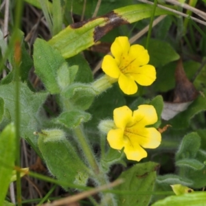 Erythranthe moschata at Cotter River, ACT - 13 Dec 2015