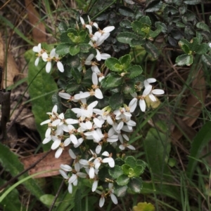 Olearia myrsinoides at Cotter River, ACT - 13 Dec 2015 12:50 PM