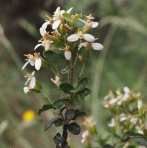 Olearia myrsinoides at Cotter River, ACT - 13 Dec 2015