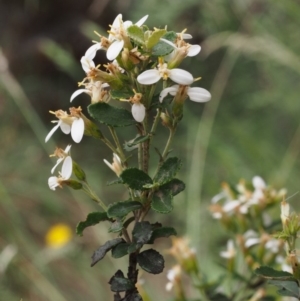 Olearia myrsinoides at Cotter River, ACT - 13 Dec 2015 12:50 PM