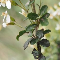 Olearia myrsinoides at Cotter River, ACT - 13 Dec 2015 12:50 PM