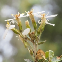 Olearia myrsinoides at Cotter River, ACT - 13 Dec 2015 12:50 PM