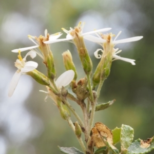 Olearia myrsinoides at Cotter River, ACT - 13 Dec 2015 12:50 PM