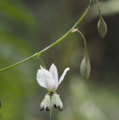 Arthropodium milleflorum (Vanilla Lily) at Cotter River, ACT - 13 Dec 2015 by KenT