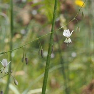 Arthropodium milleflorum at Cotter River, ACT - 13 Dec 2015