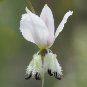 Arthropodium milleflorum at Cotter River, ACT - 13 Dec 2015