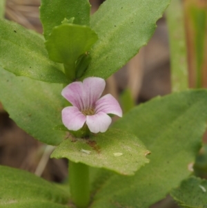 Gratiola peruviana at Cotter River, ACT - 13 Dec 2015 12:58 PM