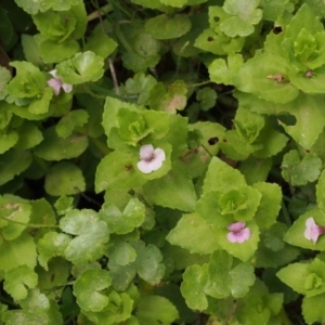 Gratiola peruviana at Cotter River, ACT - 13 Dec 2015