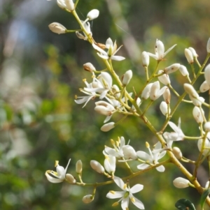 Bursaria spinosa at Cotter River, ACT - 23 Dec 2015 10:04 AM