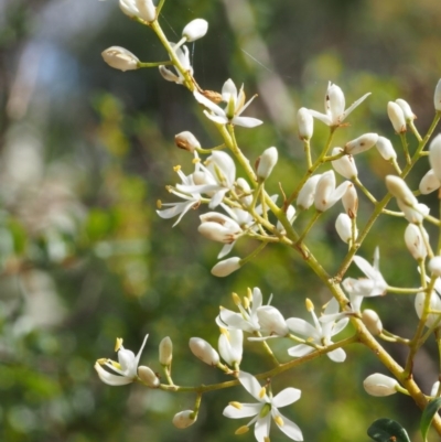 Bursaria spinosa (Native Blackthorn, Sweet Bursaria) at Cotter River, ACT - 23 Dec 2015 by KenT