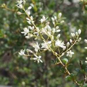 Bursaria spinosa at Cotter River, ACT - 23 Dec 2015 10:04 AM