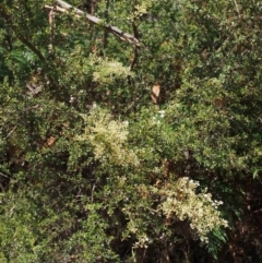 Bursaria spinosa at Cotter River, ACT - 23 Dec 2015 10:04 AM