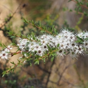 Kunzea ericoides at Cotter River, ACT - 23 Dec 2015 09:43 AM