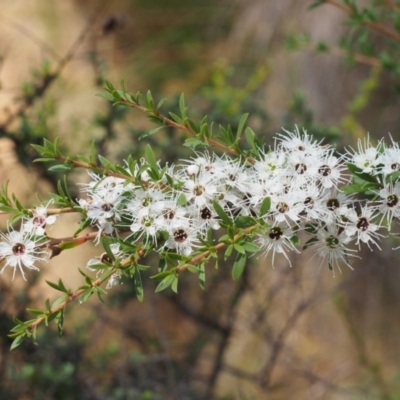 Kunzea ericoides (Burgan) at Cotter River, ACT - 23 Dec 2015 by KenT