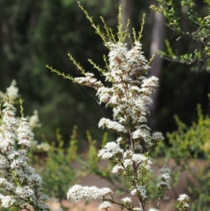 Kunzea ericoides at Cotter River, ACT - 23 Dec 2015 09:43 AM