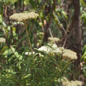 Cassinia longifolia at Cotter River, ACT - 23 Dec 2015 12:26 PM