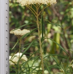 Cassinia longifolia at Cotter River, ACT - 23 Dec 2015
