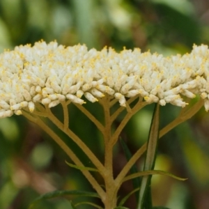 Cassinia longifolia at Cotter River, ACT - 23 Dec 2015