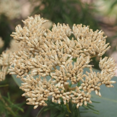 Cassinia aculeata subsp. aculeata (Dolly Bush, Common Cassinia, Dogwood) at Cotter River, ACT - 23 Dec 2015 by KenT