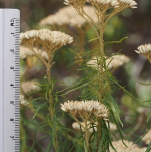 Cassinia aculeata subsp. aculeata at Cotter River, ACT - 23 Dec 2015