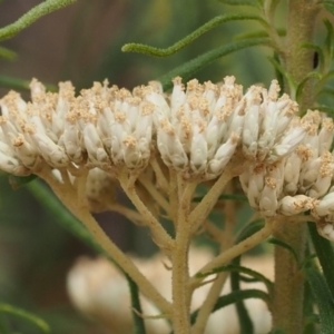 Cassinia aculeata subsp. aculeata at Cotter River, ACT - 23 Dec 2015