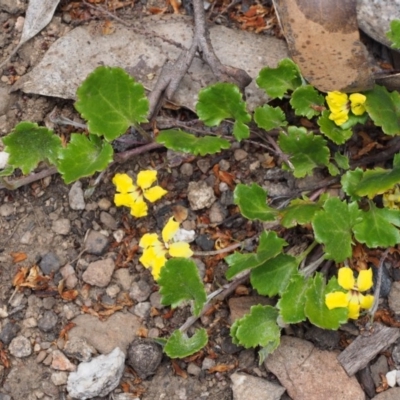 Goodenia hederacea subsp. alpestris at Cotter River, ACT - 10 Dec 2015 by KenT