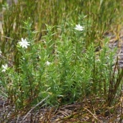 Stellaria pungens (Prickly Starwort) at Namadgi National Park - 10 Dec 2015 by KenT