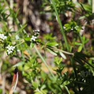 Asperula gunnii at Cotter River, ACT - 10 Dec 2015