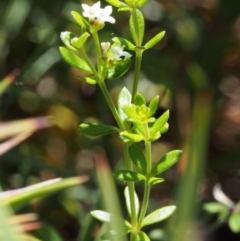 Asperula gunnii at Cotter River, ACT - 10 Dec 2015