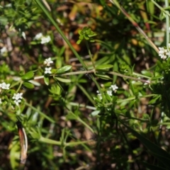 Asperula gunnii at Cotter River, ACT - 10 Dec 2015