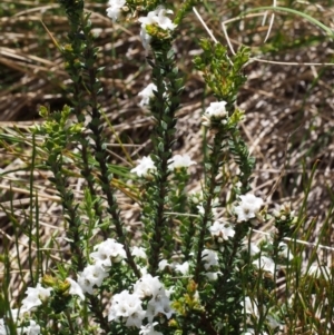 Epacris breviflora at Cotter River, ACT - 10 Dec 2015