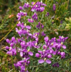 Comesperma retusum (Mountain Milkwort) at Cotter River, ACT - 10 Dec 2015 by KenT