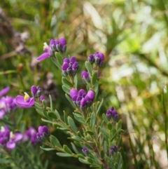 Comesperma retusum at Cotter River, ACT - 10 Dec 2015