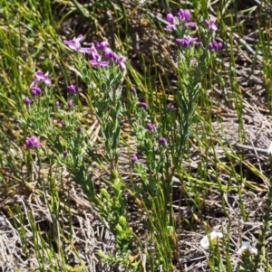 Comesperma retusum at Cotter River, ACT - 10 Dec 2015