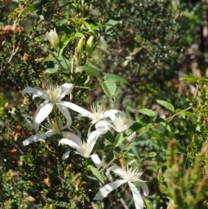 Clematis aristata at Cotter River, ACT - 10 Dec 2015 11:03 AM