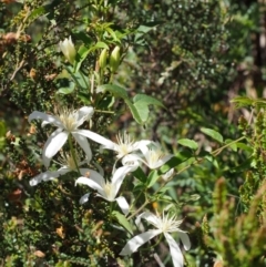 Clematis aristata (Mountain Clematis) at Cotter River, ACT - 10 Dec 2015 by KenT