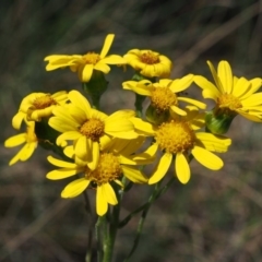 Senecio pinnatifolius var. alpinus at Cotter River, ACT - 10 Dec 2015 by KenT