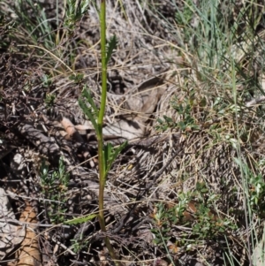 Senecio pinnatifolius var. alpinus at Cotter River, ACT - 10 Dec 2015