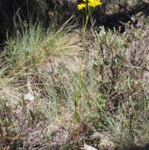 Senecio pinnatifolius var. alpinus at Cotter River, ACT - 10 Dec 2015