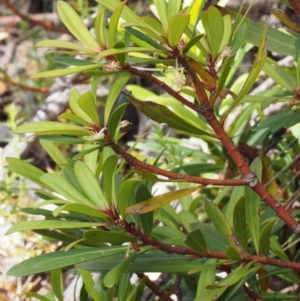Tasmannia lanceolata at Cotter River, ACT - 10 Dec 2015