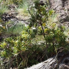 Tasmannia lanceolata at Cotter River, ACT - 10 Dec 2015