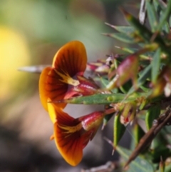 Daviesia ulicifolia subsp. ruscifolia at Cotter River, ACT - 10 Dec 2015