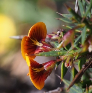 Daviesia ulicifolia subsp. ruscifolia at Cotter River, ACT - 10 Dec 2015