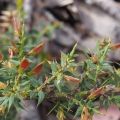 Daviesia ulicifolia subsp. ruscifolia at Cotter River, ACT - 10 Dec 2015