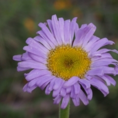 Brachyscome spathulata (Coarse Daisy, Spoon-leaved Daisy) at Cotter River, ACT - 9 Dec 2015 by KenT