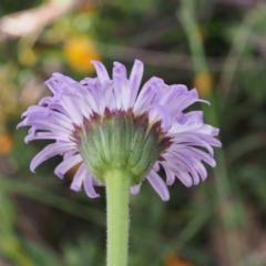 Brachyscome spathulata at Cotter River, ACT - 10 Dec 2015