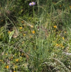 Brachyscome spathulata at Cotter River, ACT - 10 Dec 2015